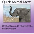 quick animal facts