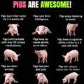 Pigs are smart