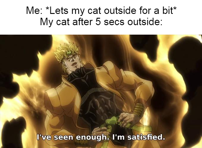 Cats can be annoying - meme