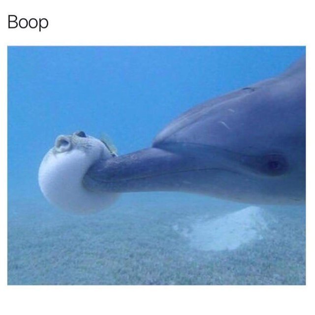 Troll Dolphin - meme