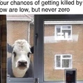 ominous cow