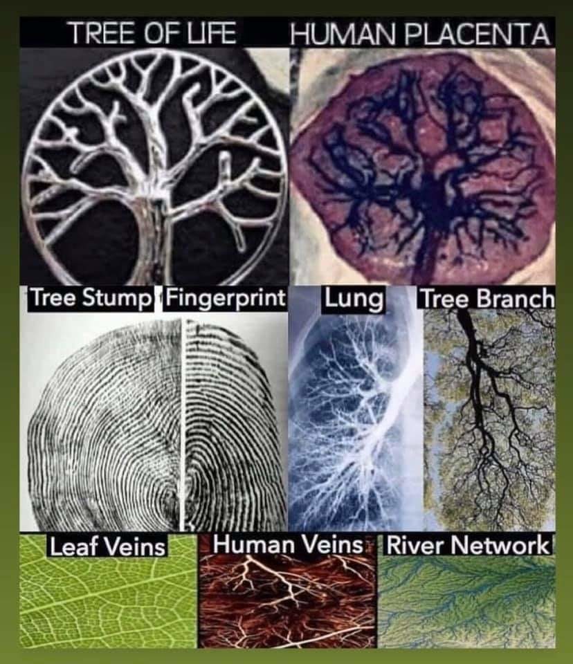 Proof humans are actually trees - meme