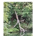 commented item thumbnail
