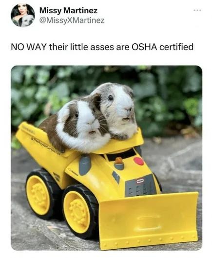 No way those tiny creatures are OSHA certified - meme