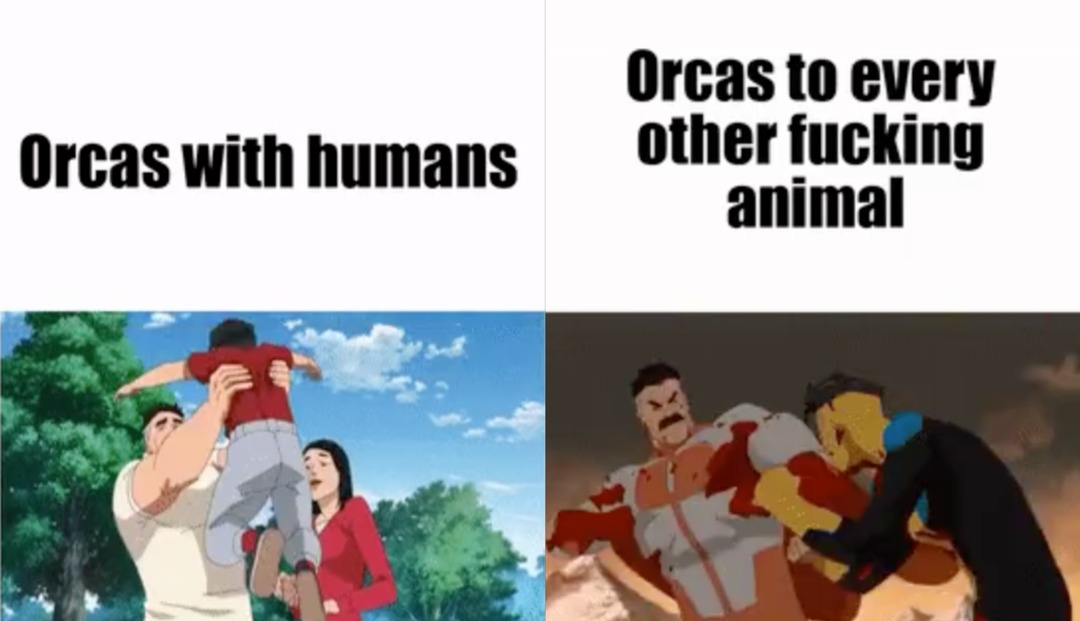Orcas are my favorite animal, whats yours? - meme