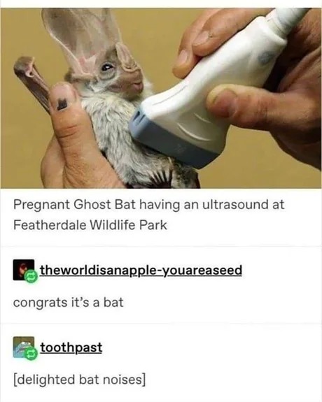 It's a bat - meme