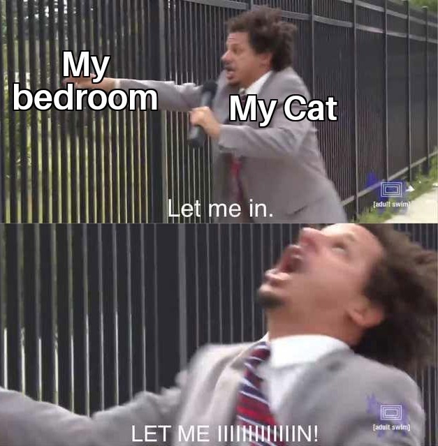 Cats at 4 am be like - meme