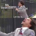 Cats at 4 am be like