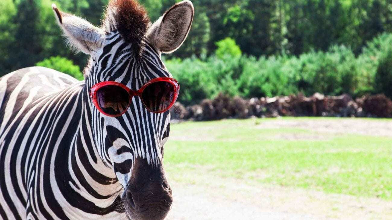 Zebra is having a sunny day? - meme
