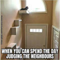 judging cat