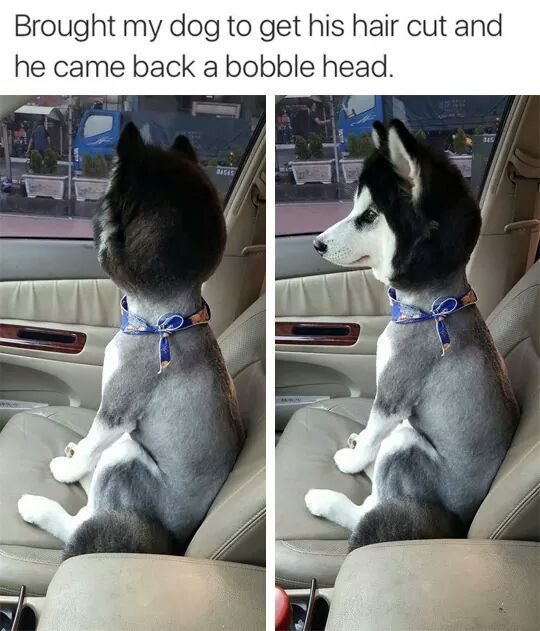 Bobble doggo - meme