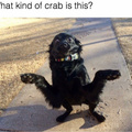 Doggo crab