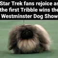 Tribble wins Westminster