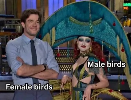 Male vs female birds - meme
