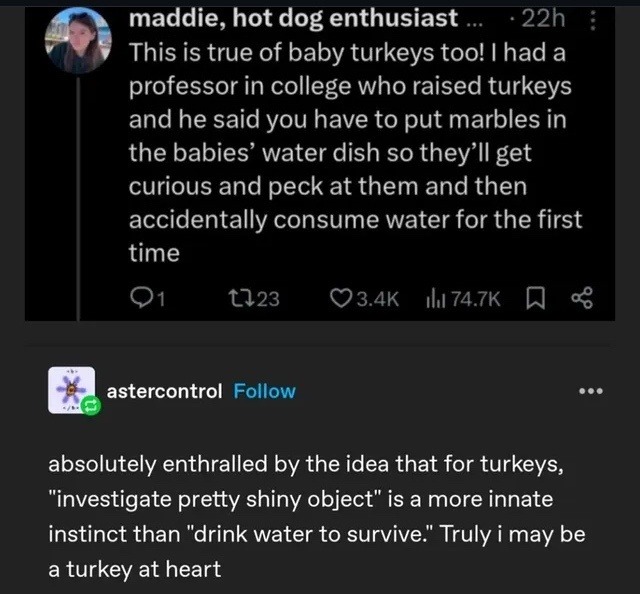 Turkeys: survive by being magpies with anxiety - meme