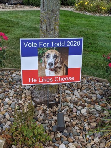 Voten por Todd, le gusta el queso - meme
