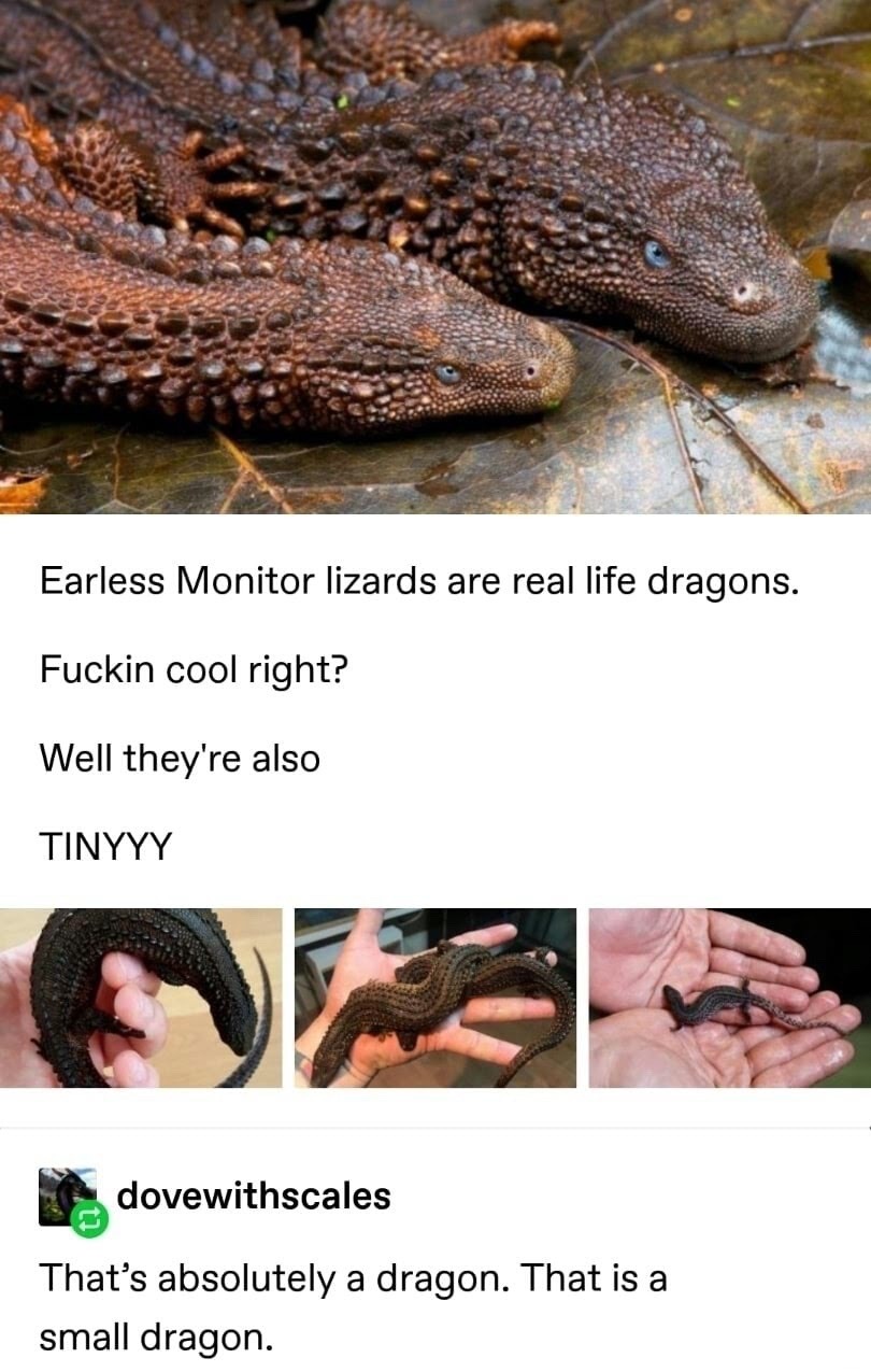 dragon deez nuts - meme