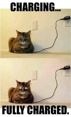 How to charge a cat - meme