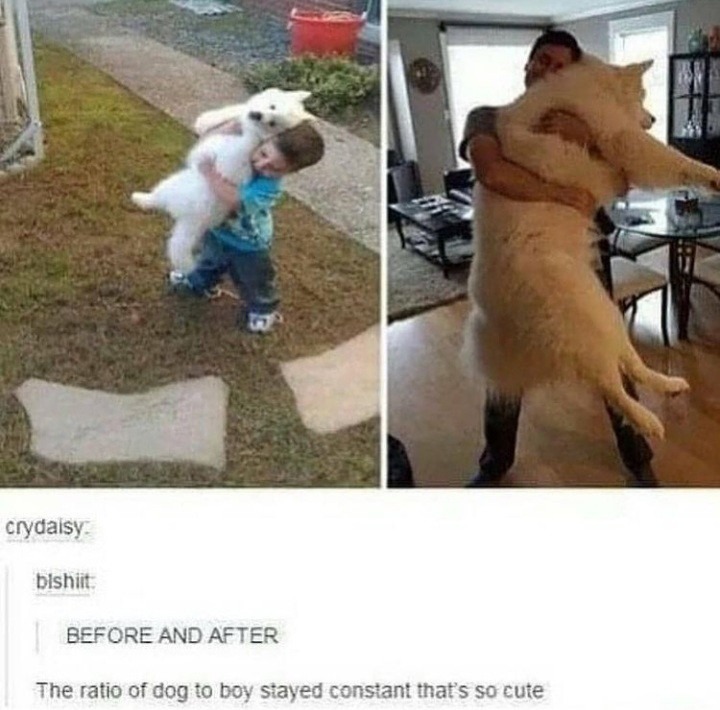 Dog - meme