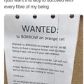Get this woman an orange cat