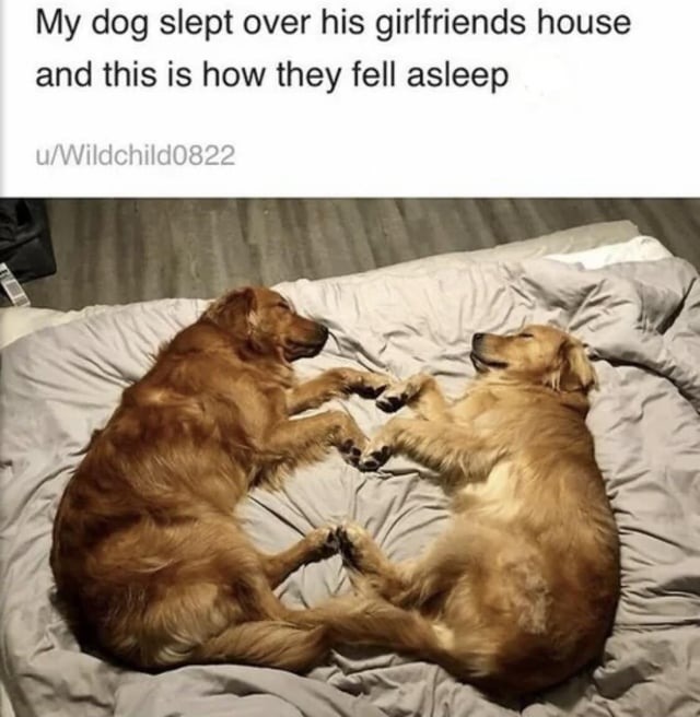 Dog sleeping over his girlfriends house - meme