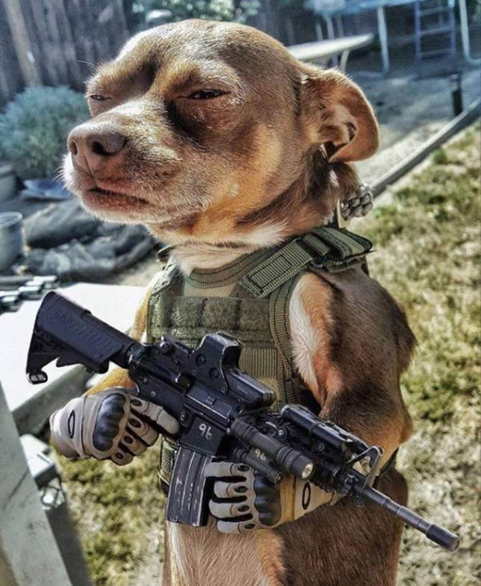 Maldito cão de guerra - meme