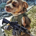 Maldito cão de guerra