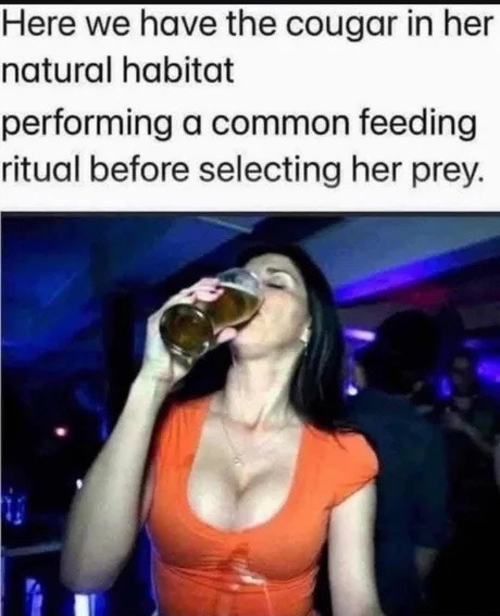The cougar hunting ritual in its natural environment - meme