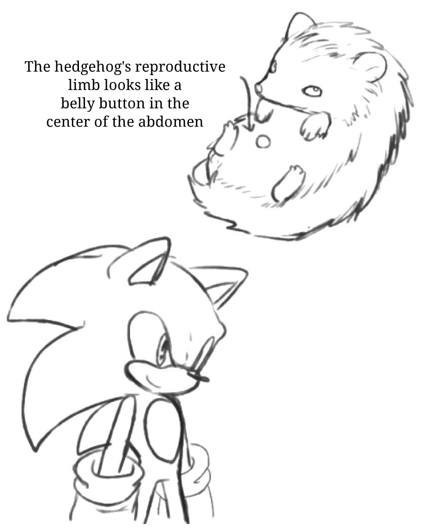Sonic tiene pico grande confirmado. - meme