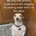 dog begging for boiling water