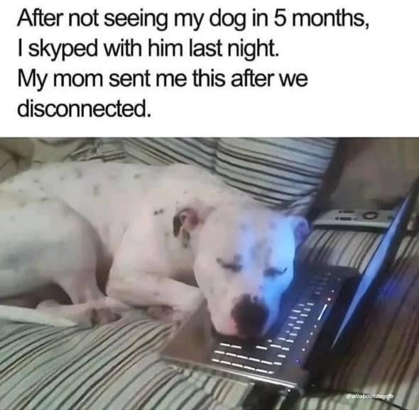 dog saw you on Skype and had an emotional breakdown - meme