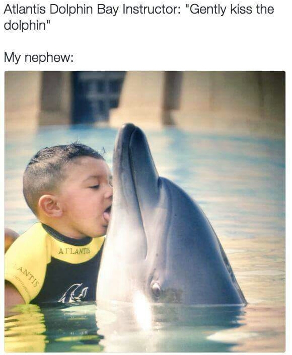 Yummy dolphin - meme