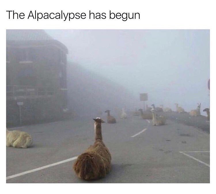 Alpacalypse now - meme