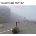 Alpacalypse now