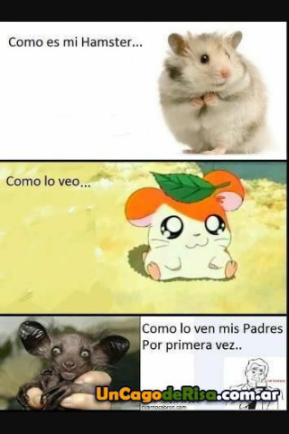 Hamster - meme