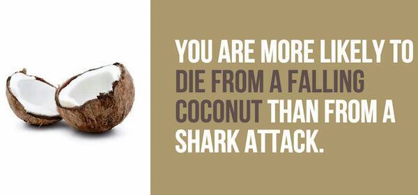 Coconuts are very dangerous - meme