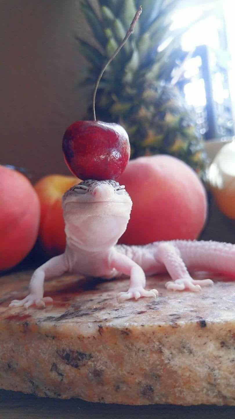 Gecko with a cherry on his head - meme