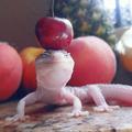 Gecko with a cherry on his head
