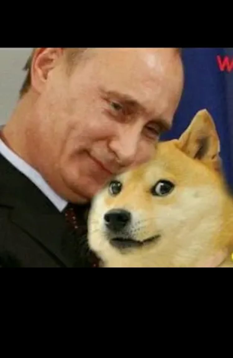 Putin Love Doge - meme