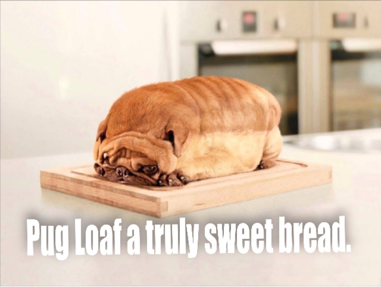 Pug be bread - meme