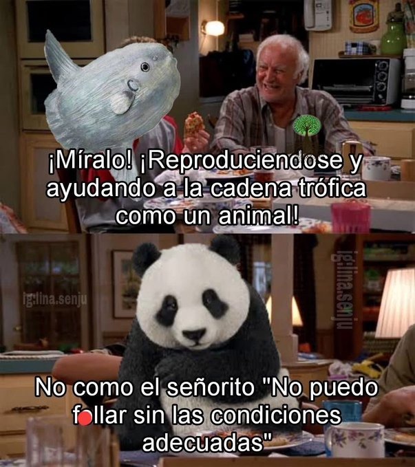 Los pandas han sobrevivido mucho - meme
