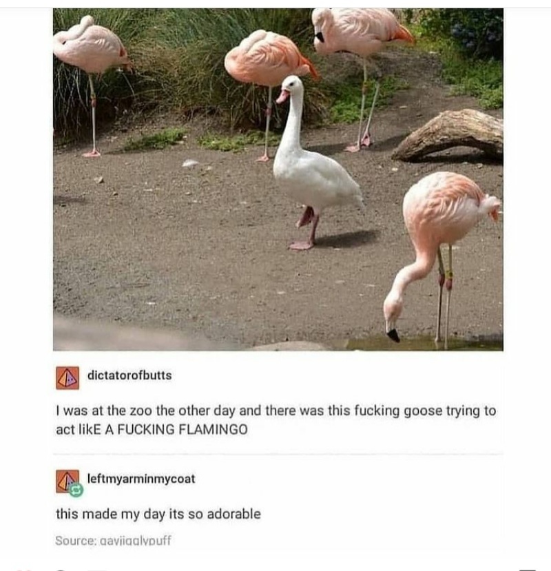 Flamingoose - meme
