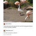 Flamingoose
