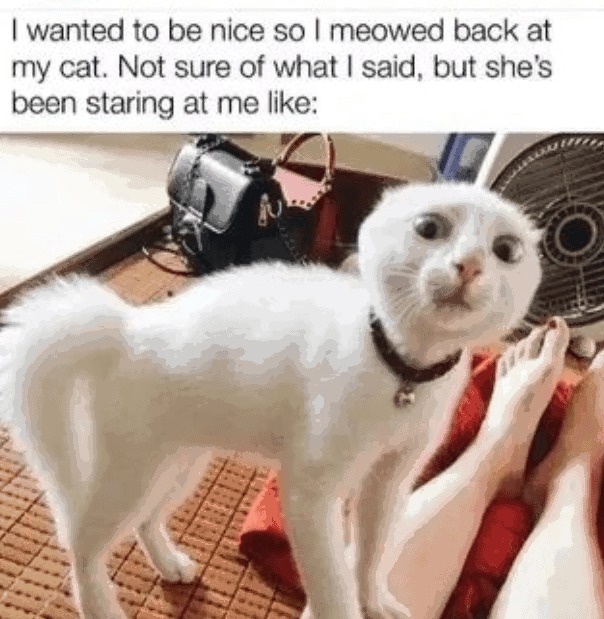 The cat is just shocked because it thought you didn't understand - meme
