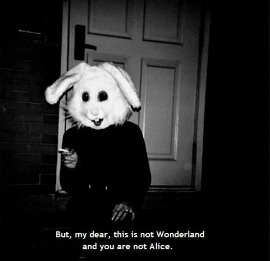 Down her rabbit hole - meme