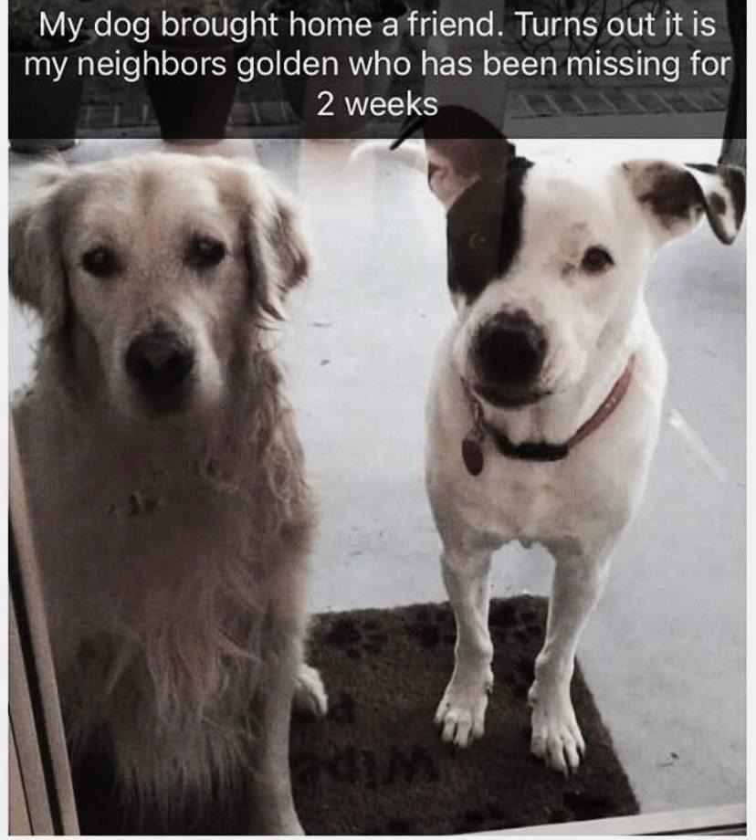 My kid brought home a stray. Turns out it's our neighbor's missing dog - meme
