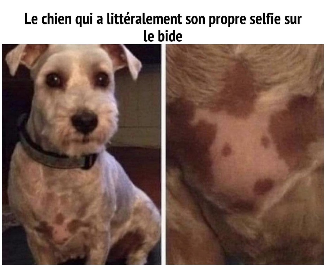Le chien il a flex son propre selfie sur le bide tranquille - meme