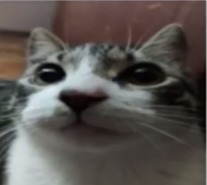 Gato. - meme
