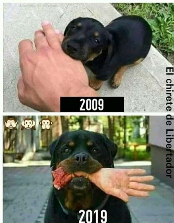 10 anos dog - meme