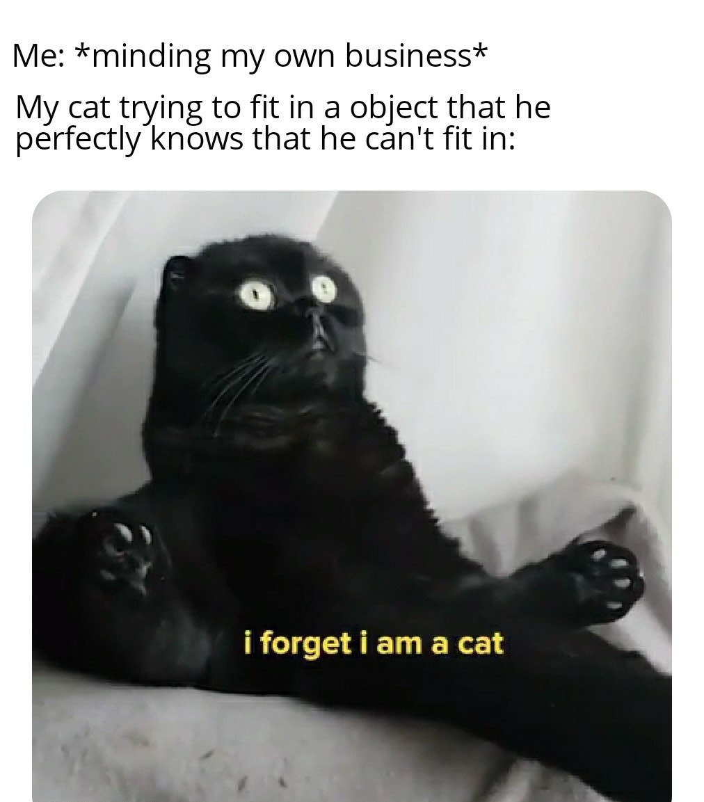 Liquid cat - meme
